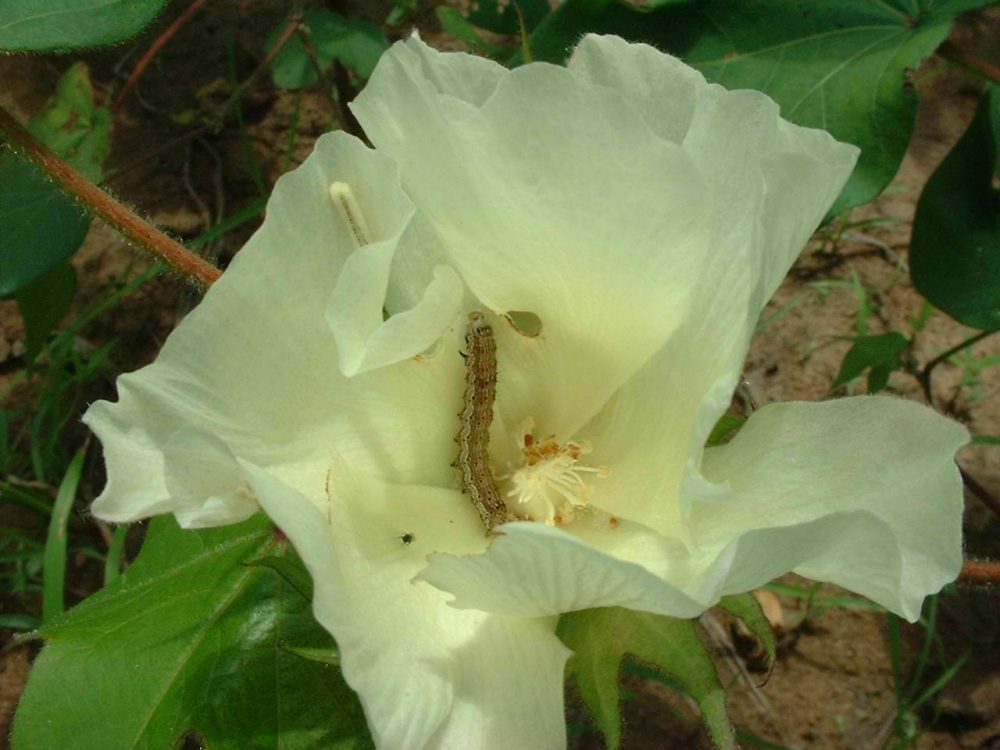 se-chamila-epipeda-to-skouliki-sti-vamvakokalliergeia-97200