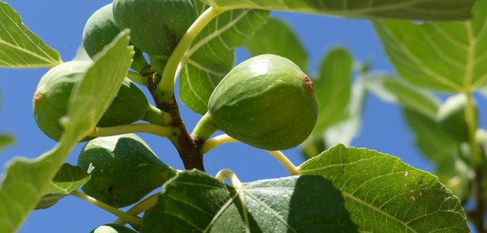 kalamata-entassetai-sto-tameio-anakampsis-i-anadiarthrosi-ton-sykeonon-96775