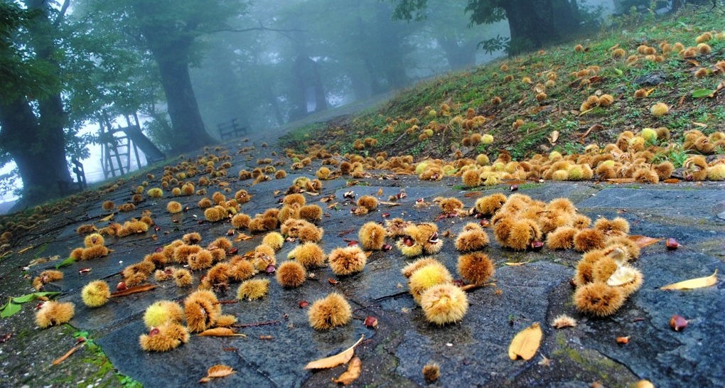 21i-giorti-kastano-krasi-kai-tyri-sti-griva-kilkis-sto-oros-paiko-102957