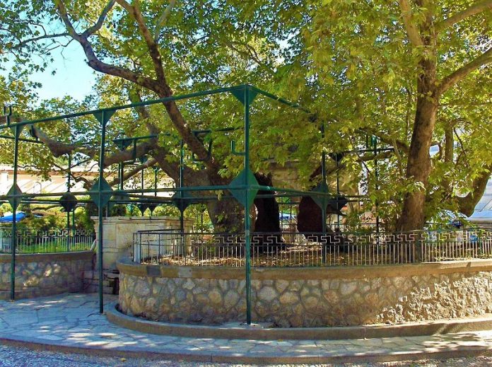 81xronos iaponas epixeirimatias thelei sosei istoriko platano ippokrati ko1 Ένας 81χρονος Ιάπωνας επιχειρηματίας θέλει να σώσει τον ιστορικό πλάτανο του Ιπποκράτη στην Κω