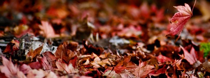 Καούρ εκάνατε τα χώρα νάμου: Η Καστάνιτσα μας προσκαλεί στην «Γιορτή του Κάστανου»