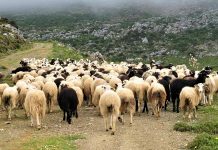 Άδεια διατήρησης κτηνοτροφικών μονάδων στο Ρέθυμνο