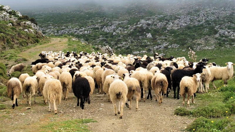 adeia-diatirisis-ktinotrofikon-monadon-sto-rethymno-103337