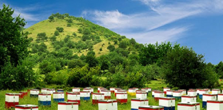 Αίτηση διαχείμασης κυψελών για τους μελισσοκόμους της ΠΕ Λακωνίας