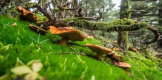 Αναγνώριση μανιταριών και πρακτική εξάσκηση στα δάση του Παρνασσού