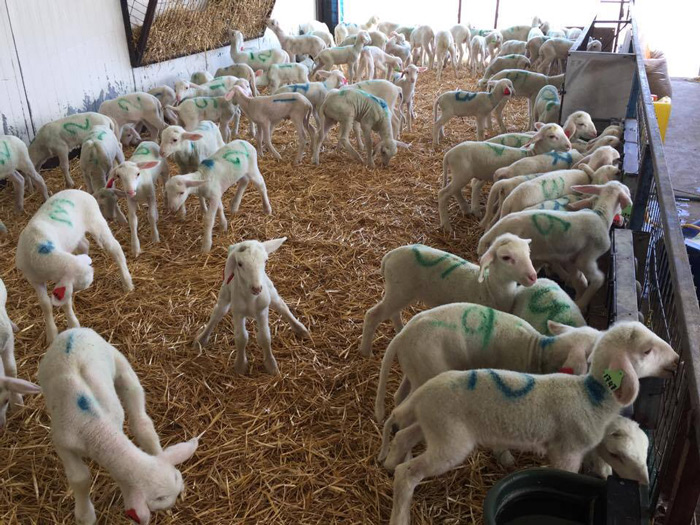 Αρνάκια παράγωγα τεχνητής σπερματέγχυσης Κόνιτσα Αρνάκια παράγωγα τεχνητής σπερματέγχυσης Κόνιτσα