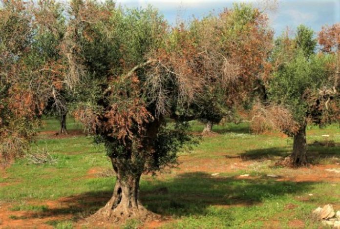 Λέσβος: Συνάντηση εργασίας για την αντιμετώπιση της xylella στα νησιά του Βορείου Αιγαίου