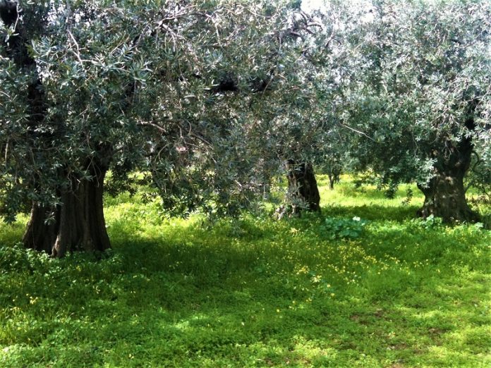 epiase 4,30 agourelaio as elaioparagogon thermisias Έπιασε τα 4,30 το αγουρέλαιο του Α.Σ. Ελαιοπαραγωγών Θερμησιάς