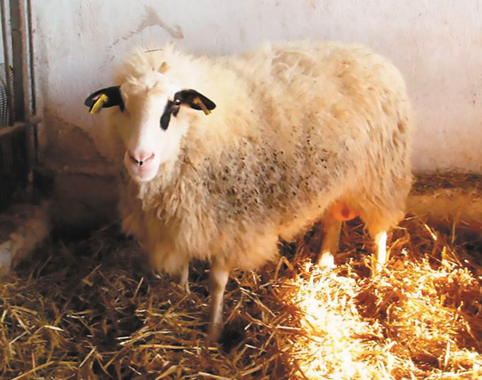 Φυλή Φλώρινας (Πελαγονίας)