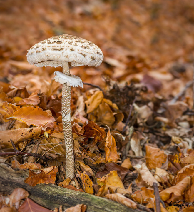 Φθινόπωρινές εξορμήσεις στη Ροδόπη και στο παρθένο δάσος του Φρακτού