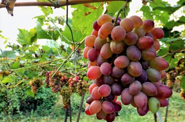 ikanopoiisi-stin-korinthia-gia-to-epitrapezio-stafyli-102021
