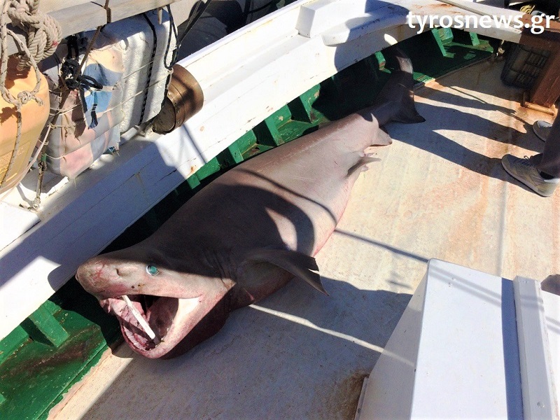 Καρχαρία 100 κιλών έπιασε ψαράς στον Τυρό Αρκαδίας