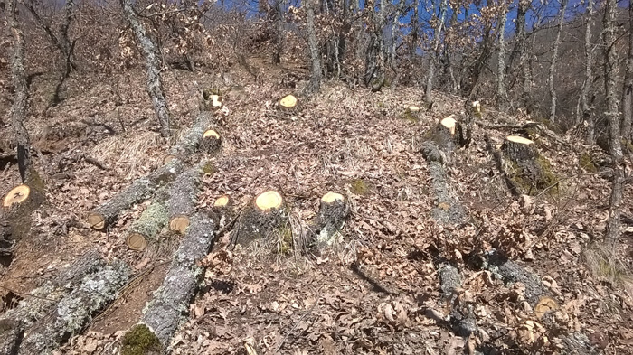 kopsimo-dentron-dasos