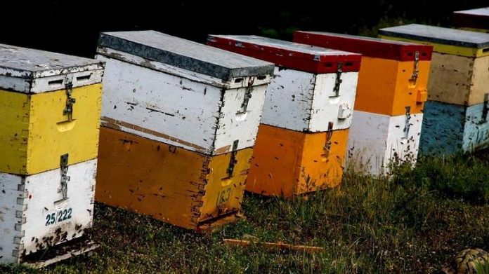 Μετέφερε σε κυψέλες μελισσών 180 κιλά λαθραίου καπνού στο Αγρίνιο