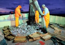 Παράταση απαγόρευσης αλιείας για τα συρόμενα εργαλεία στον Σαρωνικό κόλπο
