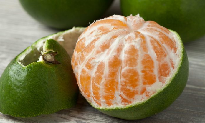 Μέσα η σάρκα είναι πορτοκαλί, ώριμη και γευστική, όμως λόγω του εξαιρετικά ζεστού καιρού στην Ισπανία, η φλούδα τους δεν άλλαξε χρώμα. Το μειονέκτημα αυτό στην εμφάνιση των φρούτων, η Tesco αποφάσισε να το κάνει πλεονέκτημα.