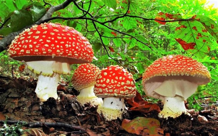 thrania syntoma protoi syllektes manitarion polipothiti pistopoiisi Στα θρανία σύντομα οι πρώτοι συλλέκτες μανιταριών... για την πολυπόθητη πιστοποίηση