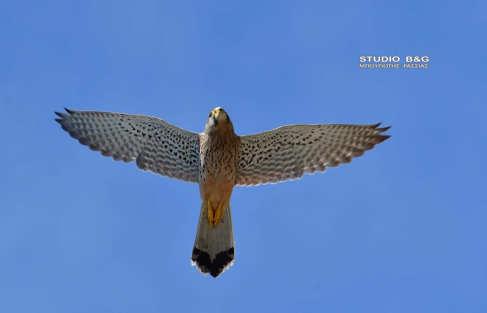 Υπογράφηκαν τα 3 Σχέδια Δράσης για τον Ασπροπάρη, την Νανόχηνα και το Κιρκινέζι 