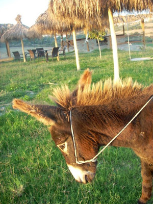 agrotiko-pandoxeio-pieria2