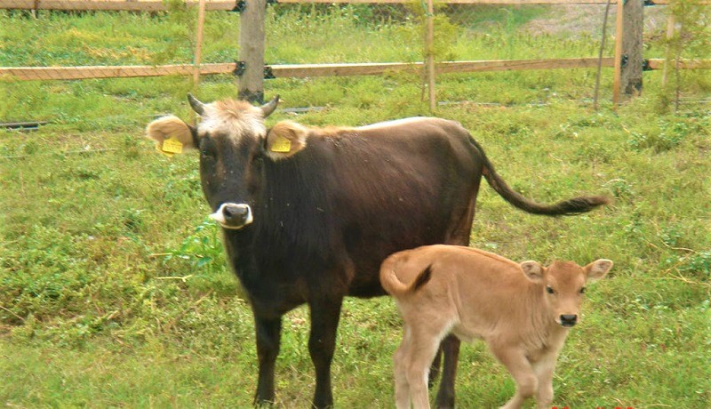 anisychoun-oi-georgo-ktinotrofoi-gia-tin-mi-dynatotita-entaxis-ekmetallefseon-se-perissotera-agroperivallontika-metra-106394