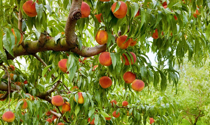 na-araiothoun-grigora-kai-sosta-ta-sybyrina-rodakina-zita-i-eke-apo-tous-paragogous-104961