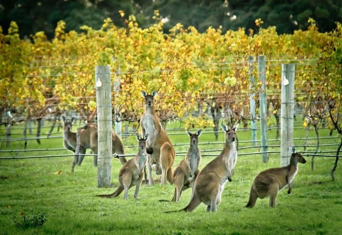 australia wine