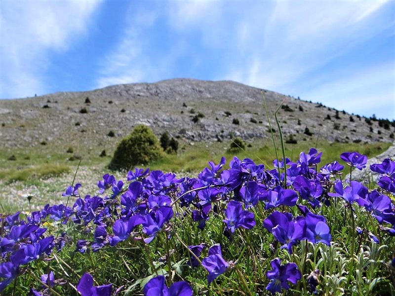Διήμερη εκδρομή στον Πάρνωνα διοργανώνει η Ελληνική Ορνιθολογική Εταιρία