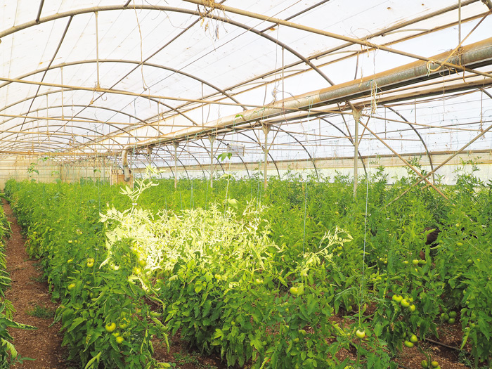 dimitra-tsakiri-thermokipio-argolida