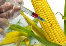 Γερμανία: Η μελλοντική κυβέρνηση θα πρέπει να δεσμευτεί για τους ΓΤΟ
