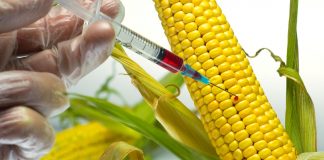 Γερμανία: Η μελλοντική κυβέρνηση θα πρέπει να δεσμευτεί για τους ΓΤΟ