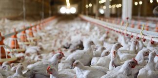 Μείωση της χρήσης αντιβιοτικών στην κτηνοτροφία μέσω της τεχνολογίας