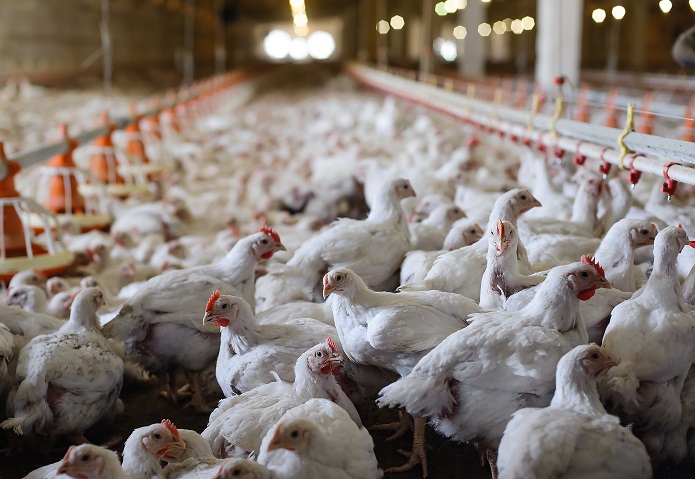 Μείωση της χρήσης αντιβιοτικών στην κτηνοτροφία μέσω της τεχνολογίας
