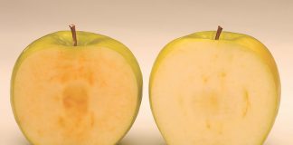 ΗΠΑ: Μεταλλαγµένα µήλα στο τραπέζι των καταναλωτών