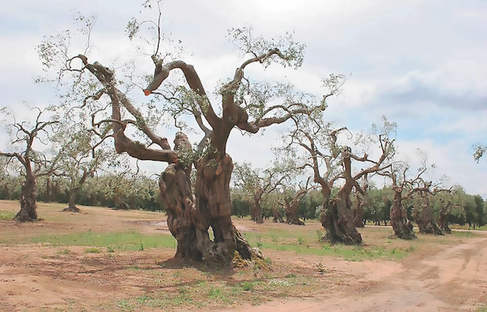 ee-to-plaisio-antimetopisis-tis-xylella-ypirche-apo-to-2014-omos-i-ellada-den-to-efarmose-105806