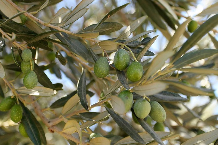 nees-dimoprasies-agourelaiou-apo-ton-a-s-thermasia-dimitra-105456