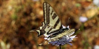 Νέο είδος εντόμου ανακαλύφθηκε στην Κοιλάδα των Πεταλουδών
