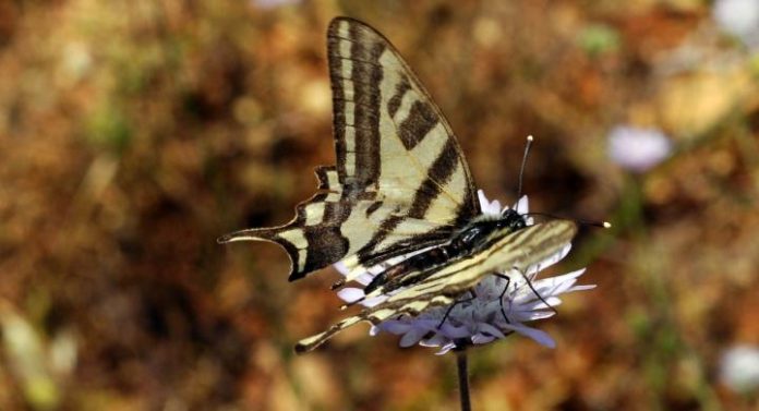 Νέο είδος εντόμου ανακαλύφθηκε στην Κοιλάδα των Πεταλουδών