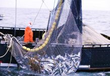 Όλες οι νομοθετικές αλλαγές στον κλάδο της αλιείας – Ποια νέα μέτρα ενεργοποιούνται