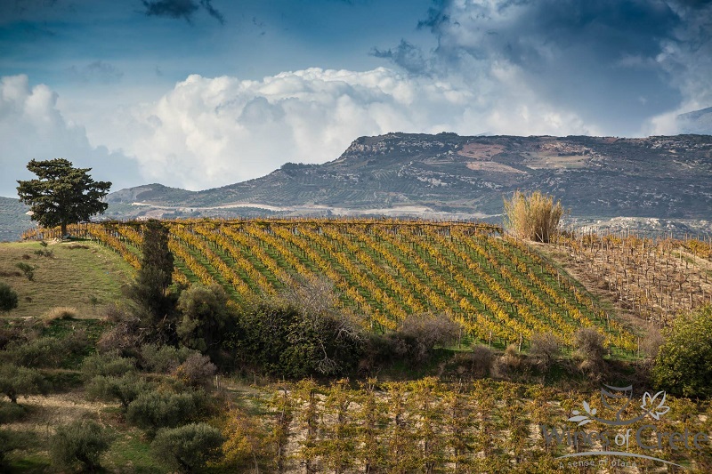 Πλημμύρισε με οινόφιλους η ενδοχώρα της Κρήτης την Ευρωπαϊκή Ημέρα Οινοτουρισμού.