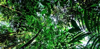 Πρόγραμμα φύτευσης 73 εκατομμυρίων δέντρων, στη Βραζιλία