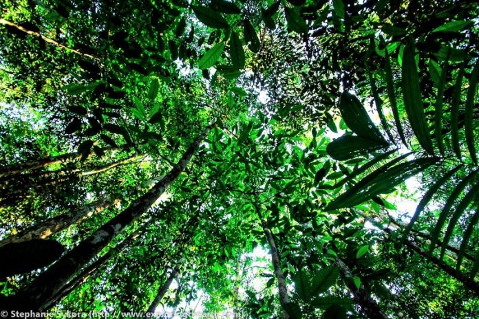 Πρόγραμμα φύτευσης 73 εκατομμυρίων δέντρων, στη Βραζιλία