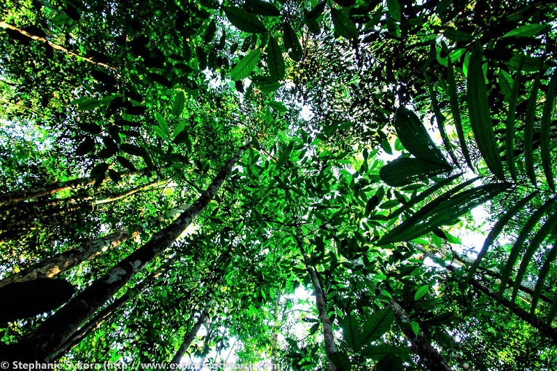 cop27-o-proedros-tis-vrazilias-thelei-na-diorganosei-ti-diaskepsi-tou-oie-gia-to-klima-to-2025-stin-amazonia-104051