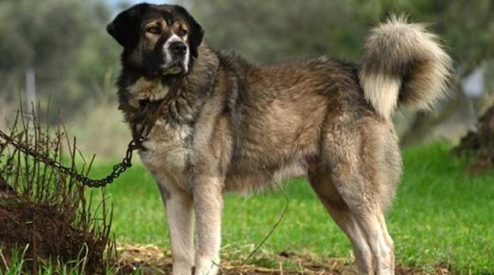 Πρόστιμο στη μοναδική κάτοικο του Αναβάτου Χίου γιατί οι σκύλοι του χωριού δεν είχαν «τσιπάκια»