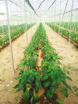 sigxronos-agroths-kaparakis-ierapetra2