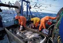 Ξεκίνησαν οι αιτήσεις για παύση των αλιευτικών δραστηριοτήτων (Δικαιολογητικά)