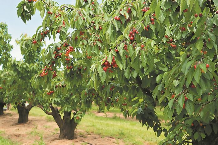 Εκπαίδευση αγροτών στην παραγωγή ορεινών φρούτων με τη χρήση νέων τεχνολογιών