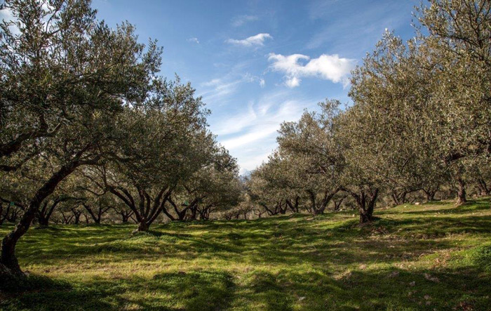 Μανώλης Ζαχαριουδάκης καλλιεργεί στην περιοχή της Μεσσαράς του Νομού Ηρακλείου 210 στρέμματα με περίπου 5.000 ελαιόδεντρα.