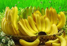 Ο κίνδυνος της εξαφάνισης απειλεί ξανά την μπανάνα