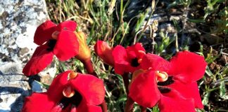 Το κόκκινο λιβάδι της Πρέσπας με τα σπάνια λουλούδια