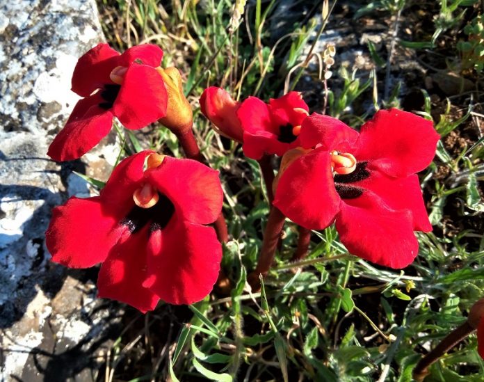 Το κόκκινο λιβάδι της Πρέσπας με τα σπάνια λουλούδια